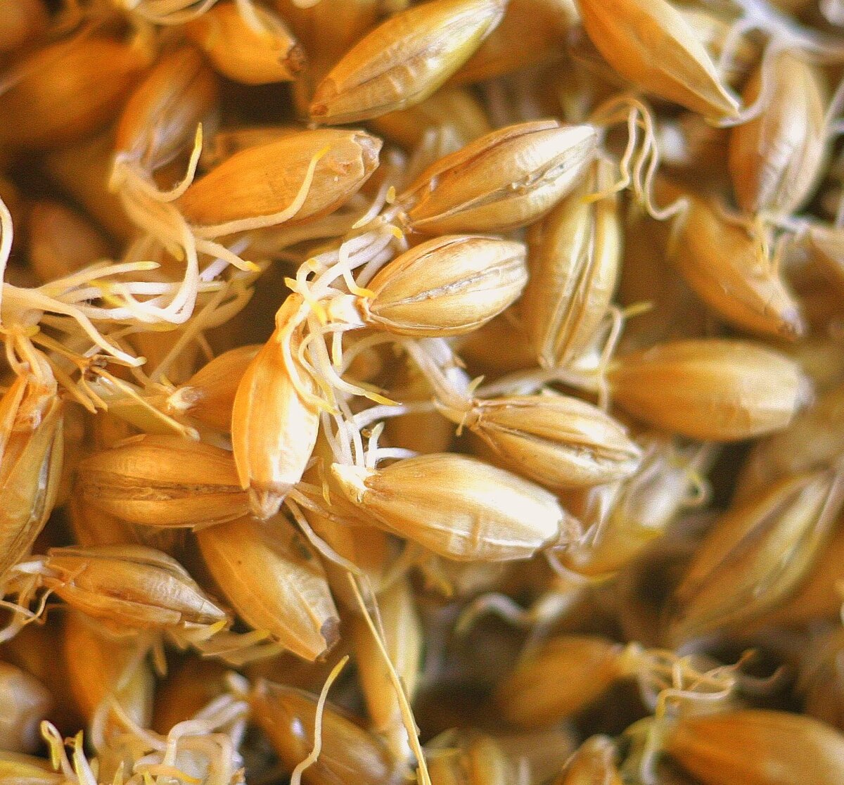 Так выглядит солод - пророщенное зерно