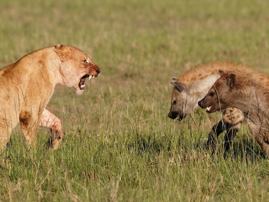 Конкуренция животные. Межвидовая агрессия у животных. Львы конкуренция.