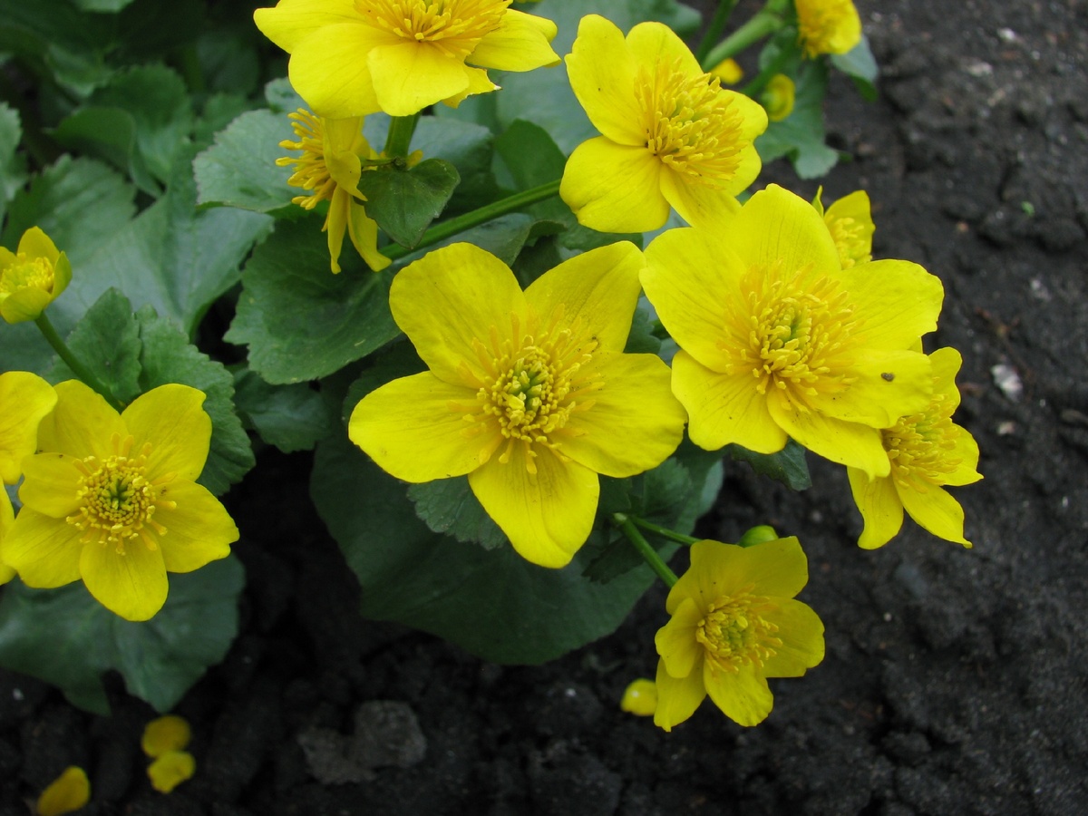 Цветы калужницы болотной