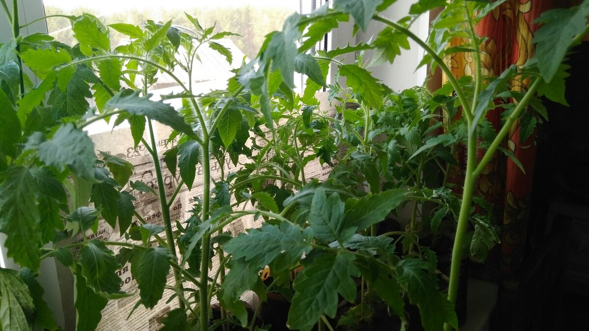 Мои молодые саженцы томатов