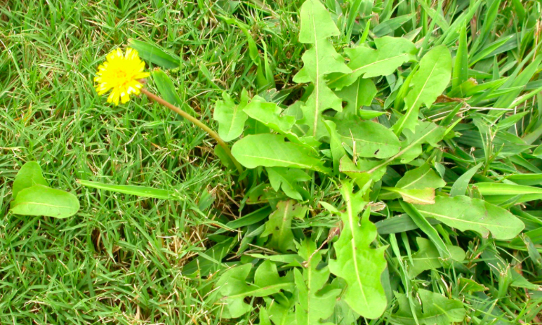 Одуванчики - один из самых популярных "съедобных" сорняков