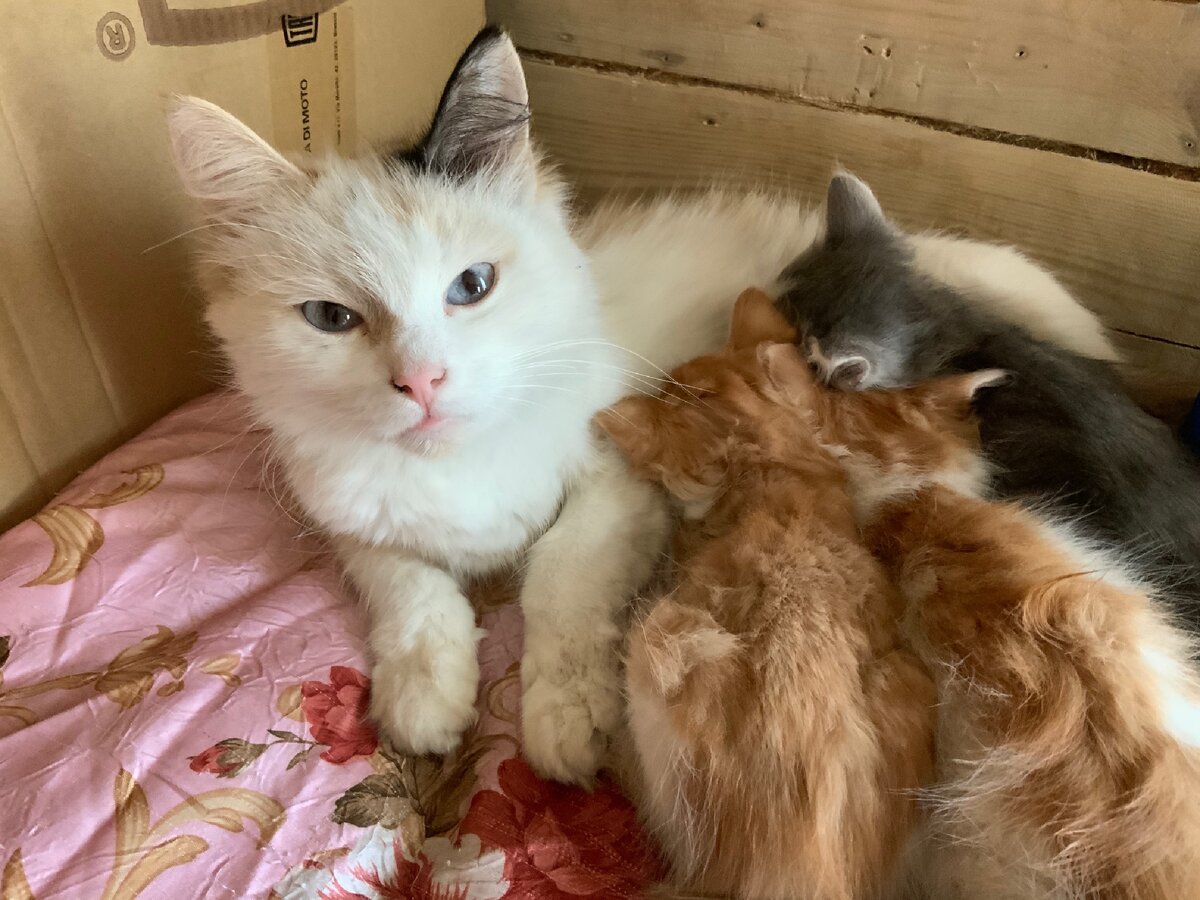 У меня ощущение, что в нашем доме хозяйка она, а не я