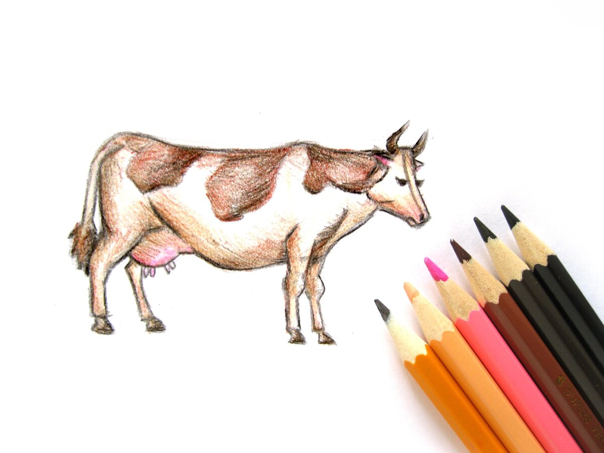 Рисунки коровы маркерами