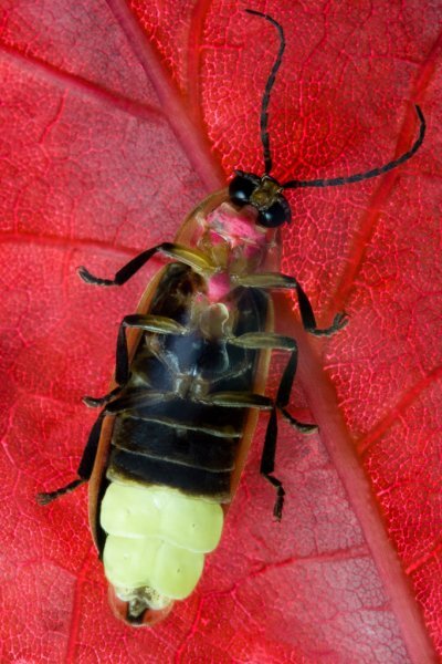https://st.depositphotos.com/2698635/3222/i/950/depositphotos_32225259-stock-photo-firefly-on-leaf-lightning-bug.jpg