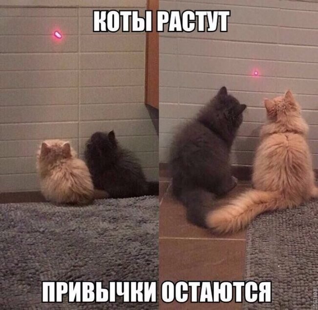 Ну очень смешные фотографии