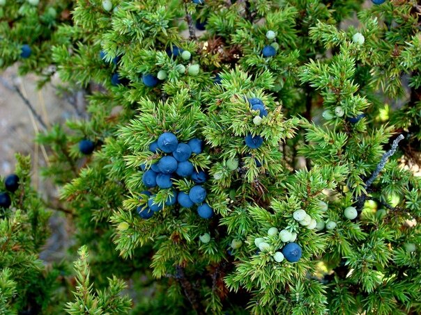 Такая же полезная , как и красивая ! 