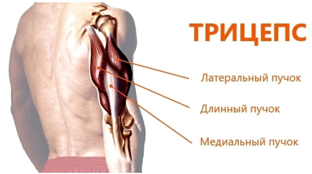 Анатомия трицепса