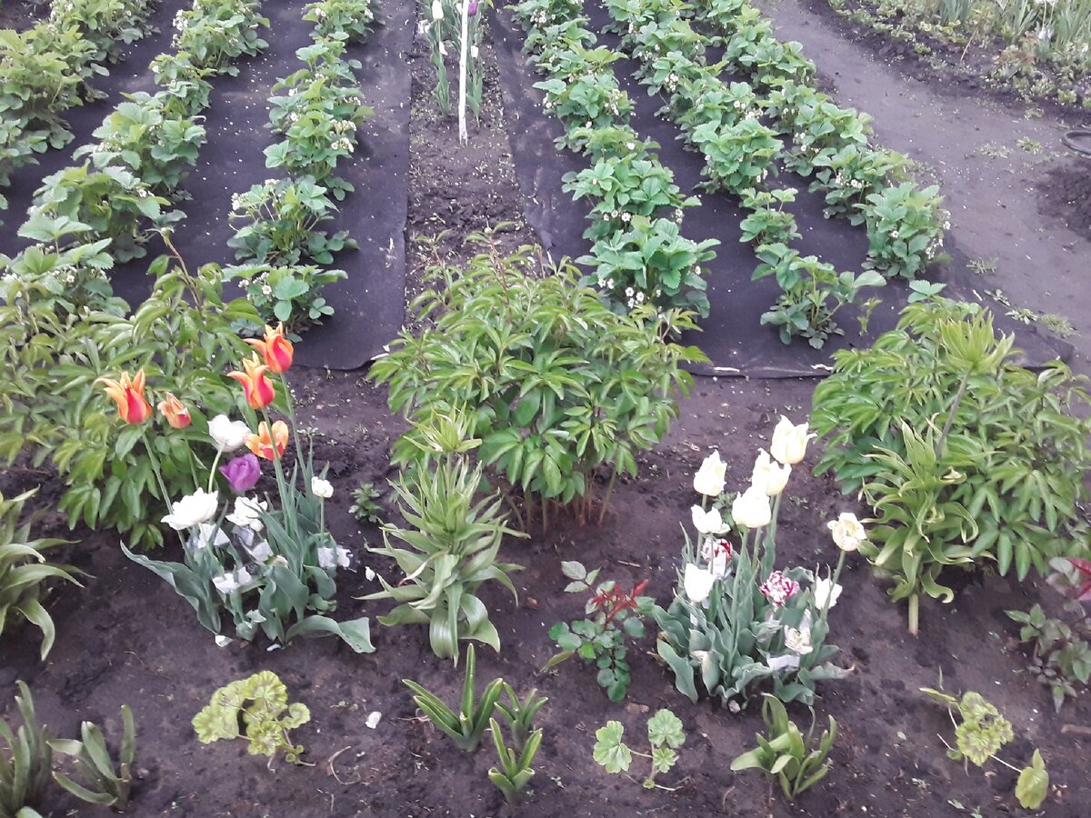 Это моя грядка, дорожка тоже без дела не пропадает - на ней растут тюльпаны