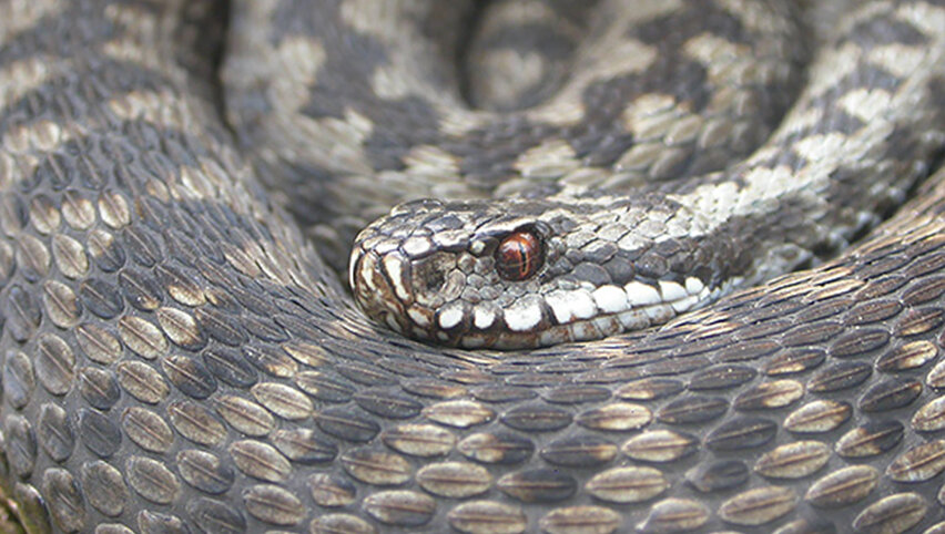 Гюрза - одна из самых опасных змей как для животного, так и для человека.