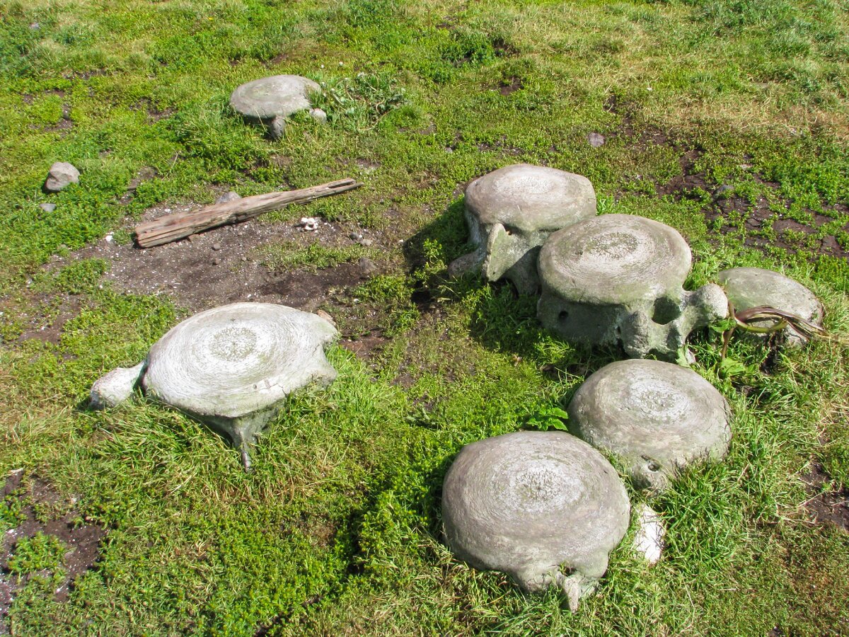 Позвонки кита на острове Беринга