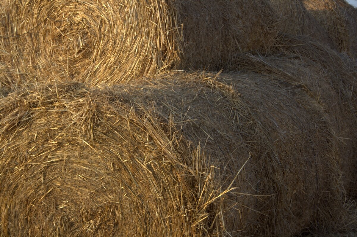 Количество рулонов сена, разбросанного по всему Кипру, давало надежду, что нас ждут счастливые упитанные животные с добрым нравом и влажными глазами.