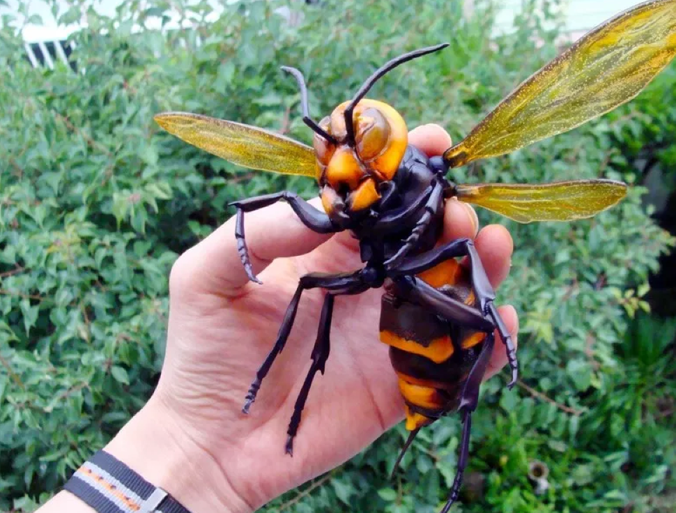 Картинка взята с сервиса Яндекс картинки.