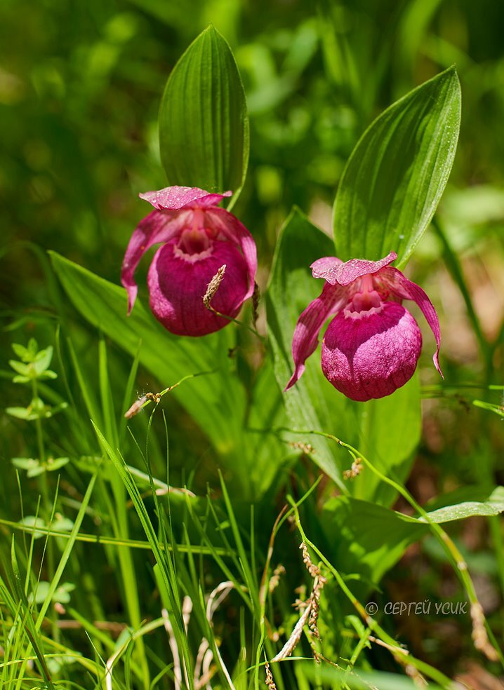 Башмачок крупноцветковый. Фото С.Усик - 17 мая 2020 года