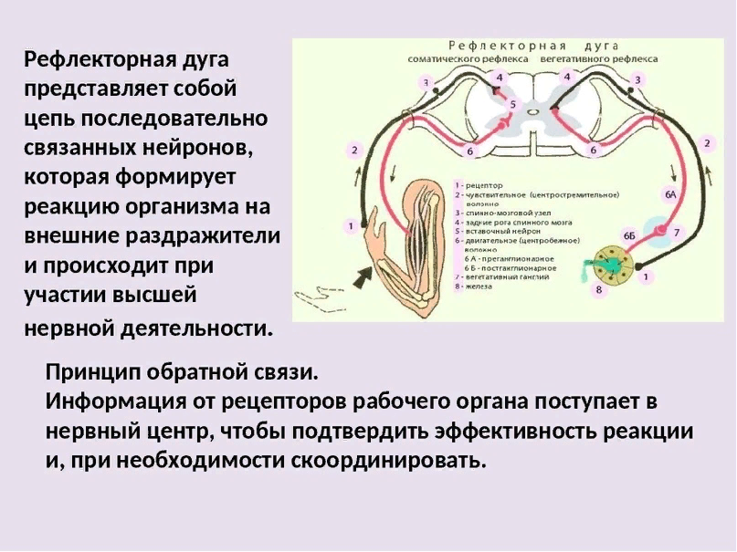 Рефлекторная деятельность нервной системы презентация