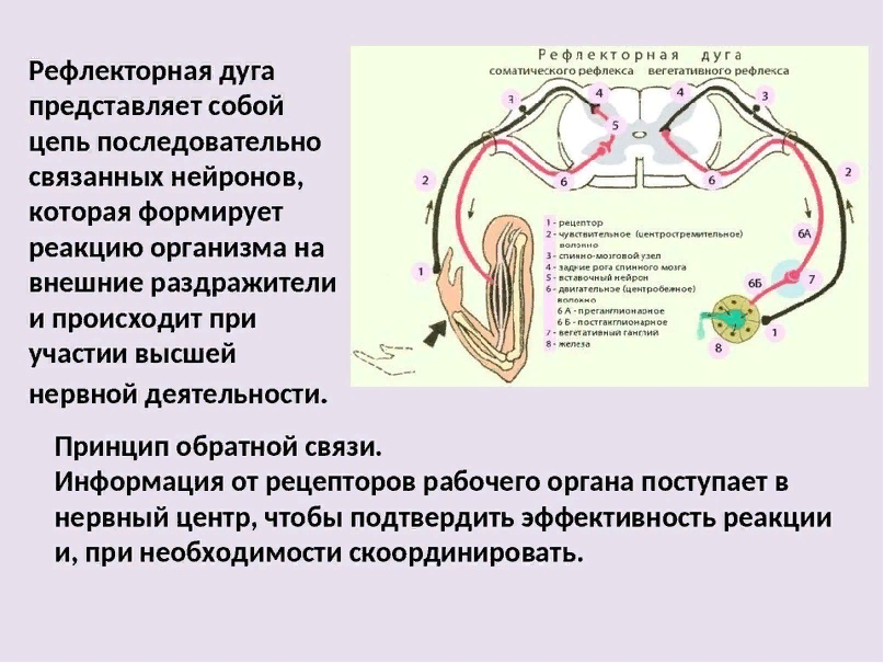 Схема рефлекторного кольца