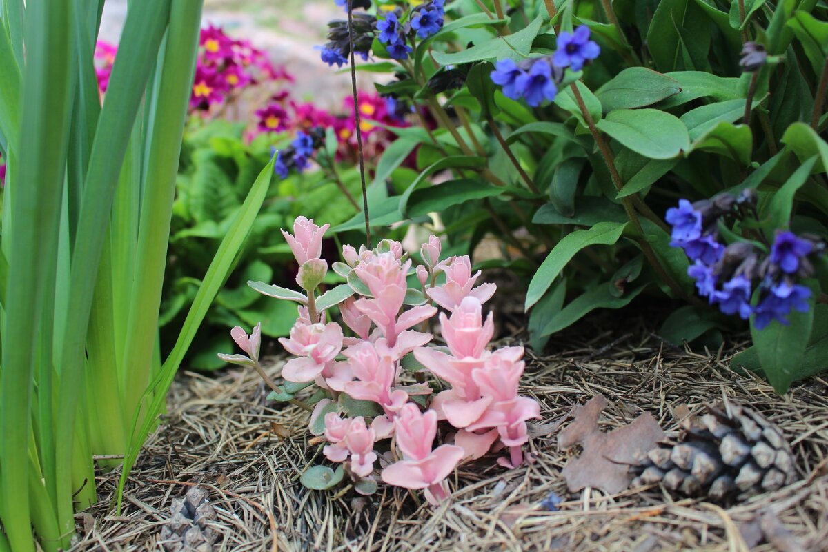 Просыпается очиток гибридный "Pinky" в моем саду 19 мая