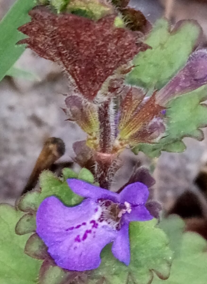 форма цветка заслуживает отдельной статьи