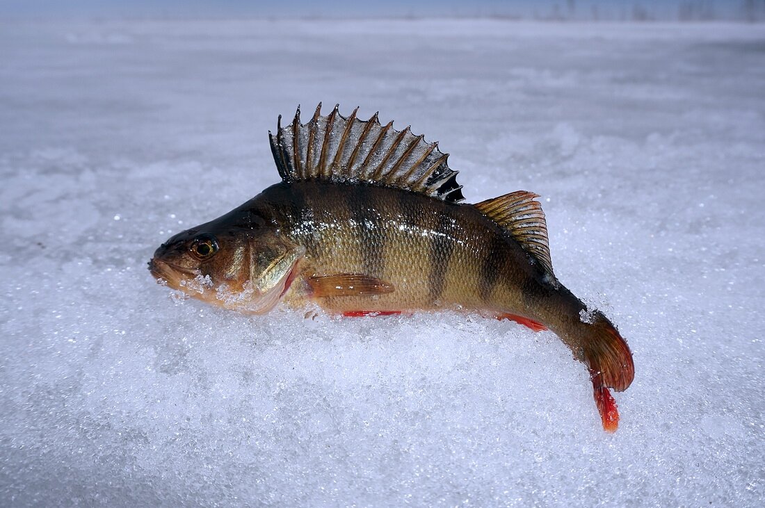 Winter Fishing in Nyagan photos and Reviews