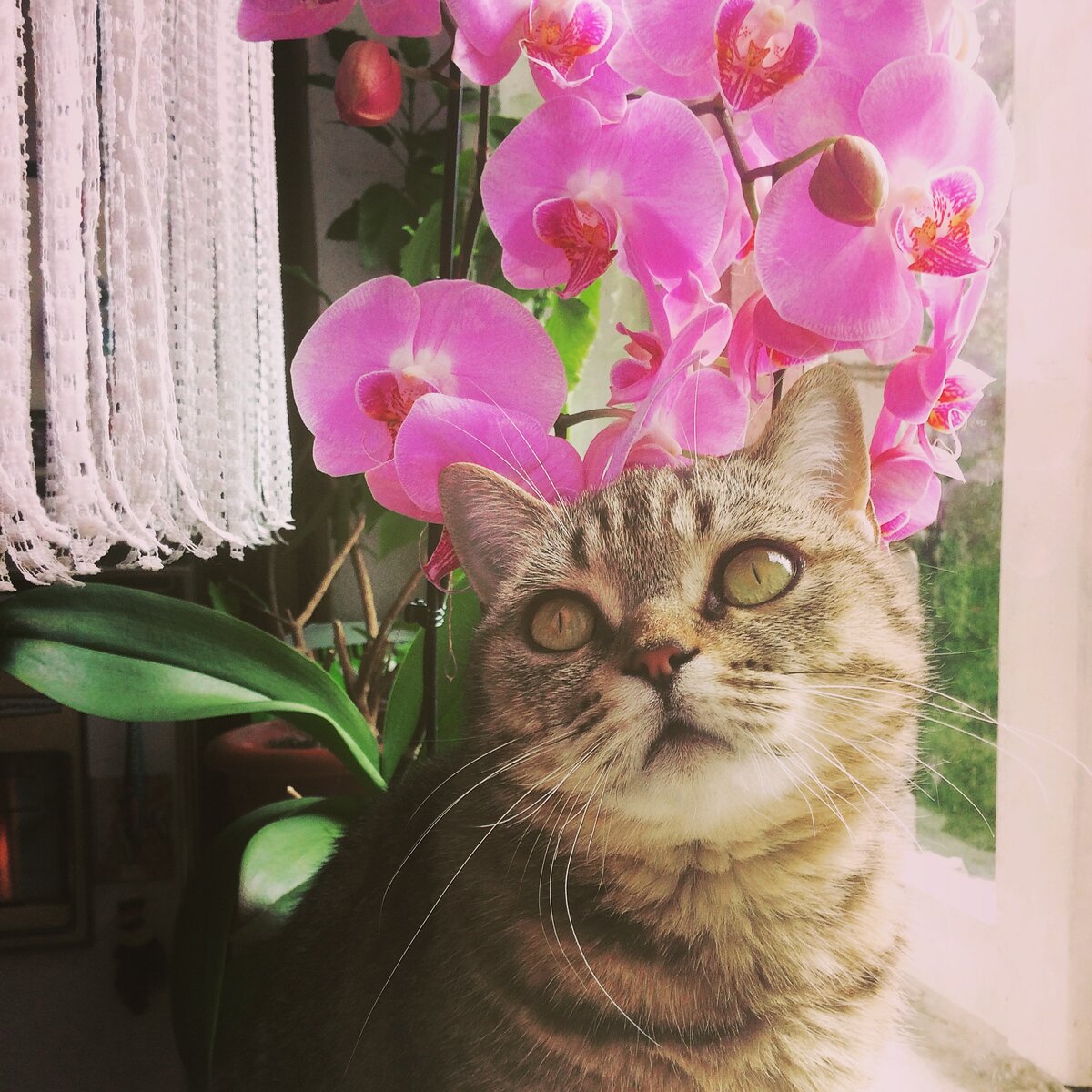 Моя кошка Шеба