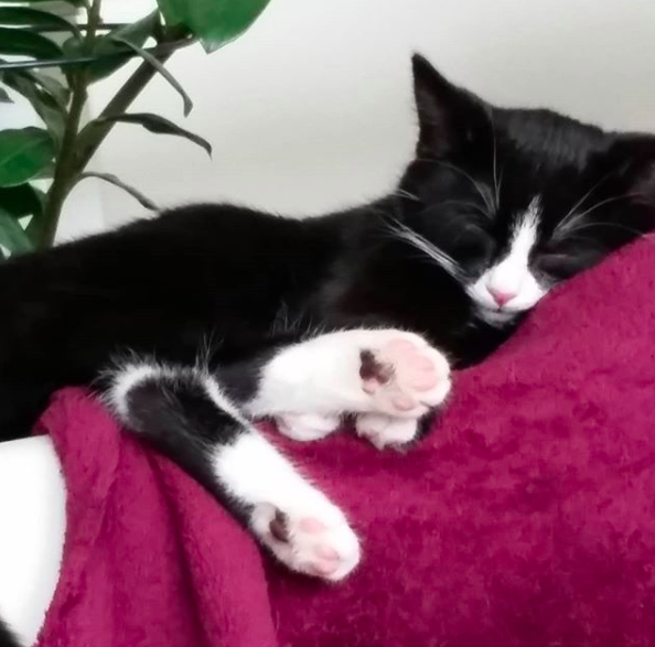 Фото: @elli.vitiligo / такой кошечка попала к Николь / фото от декабрь 2016