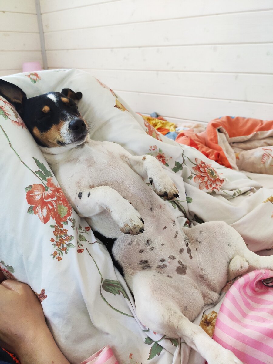 Мне иногда кажется, что наша Шанелька - не собака...