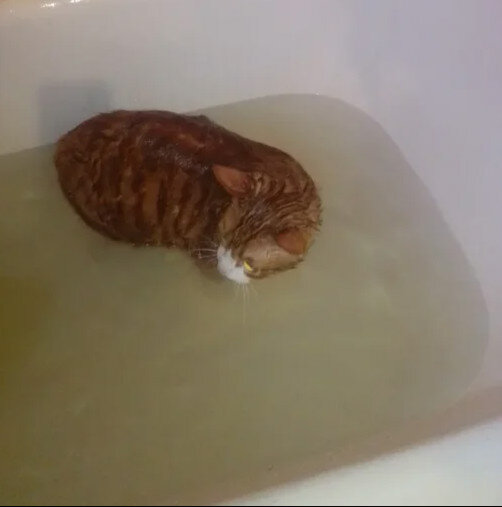 я как мой кот такая же сейчас