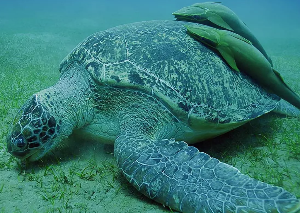 Turtle fish. Рыба-прилипало и морская черепаха. Зеленая морская черепаха. Морская черепаха с рыбами. Рыба прилипала и черепаха.