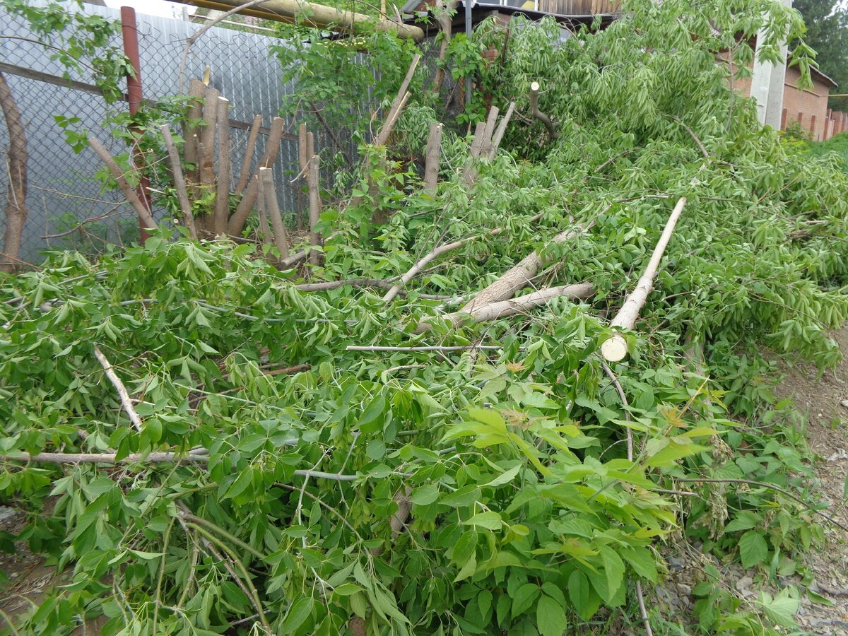 Итак, труба газопровода очищена, а эти ветки ждут своего хозяина...