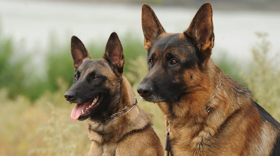 Источник https://www.loveyourdog.com/german-shepherd-vs-belgian-malinois/