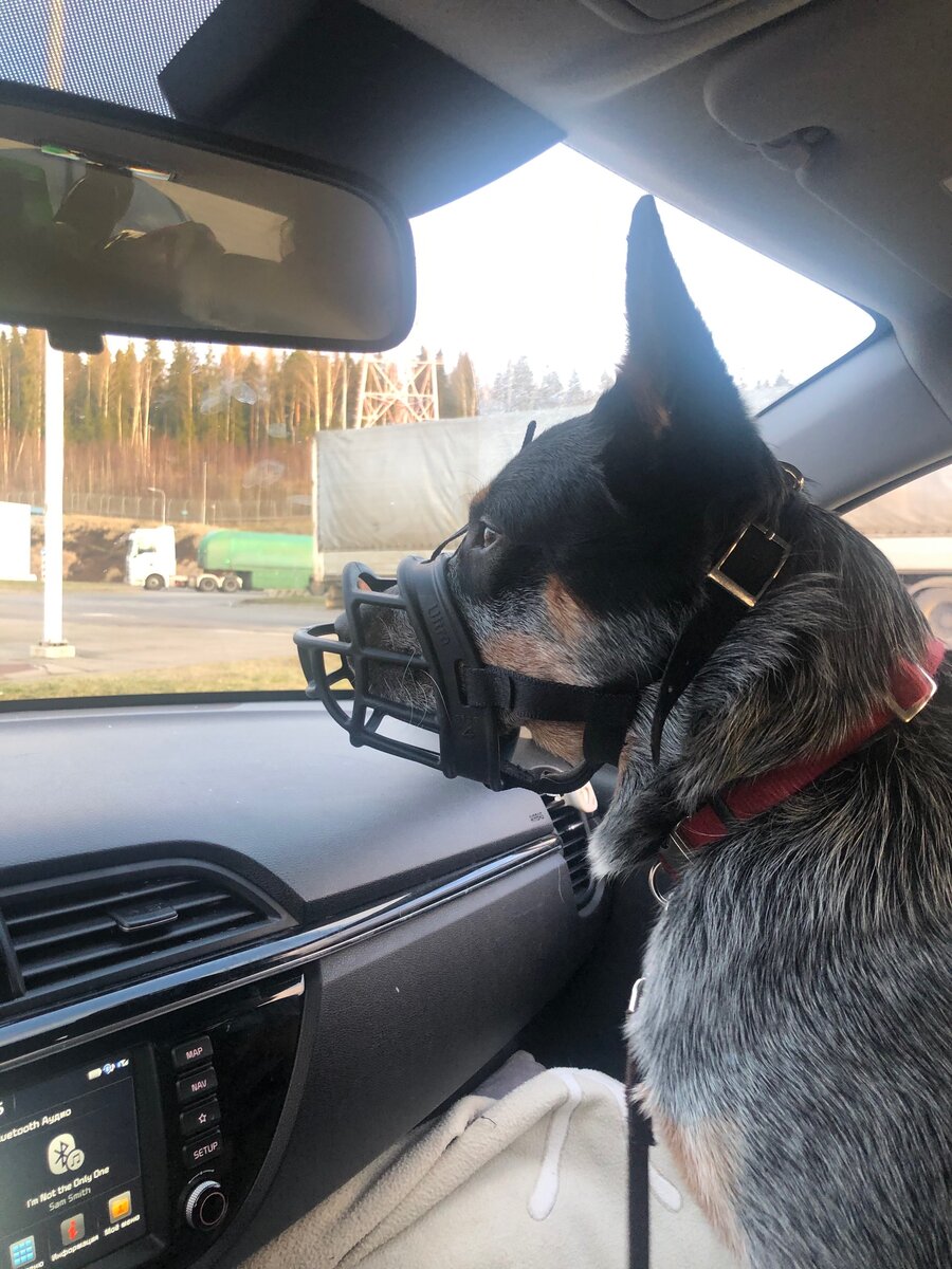 Готовимся проходить таможню. Сейчас надо будет выходить из машины