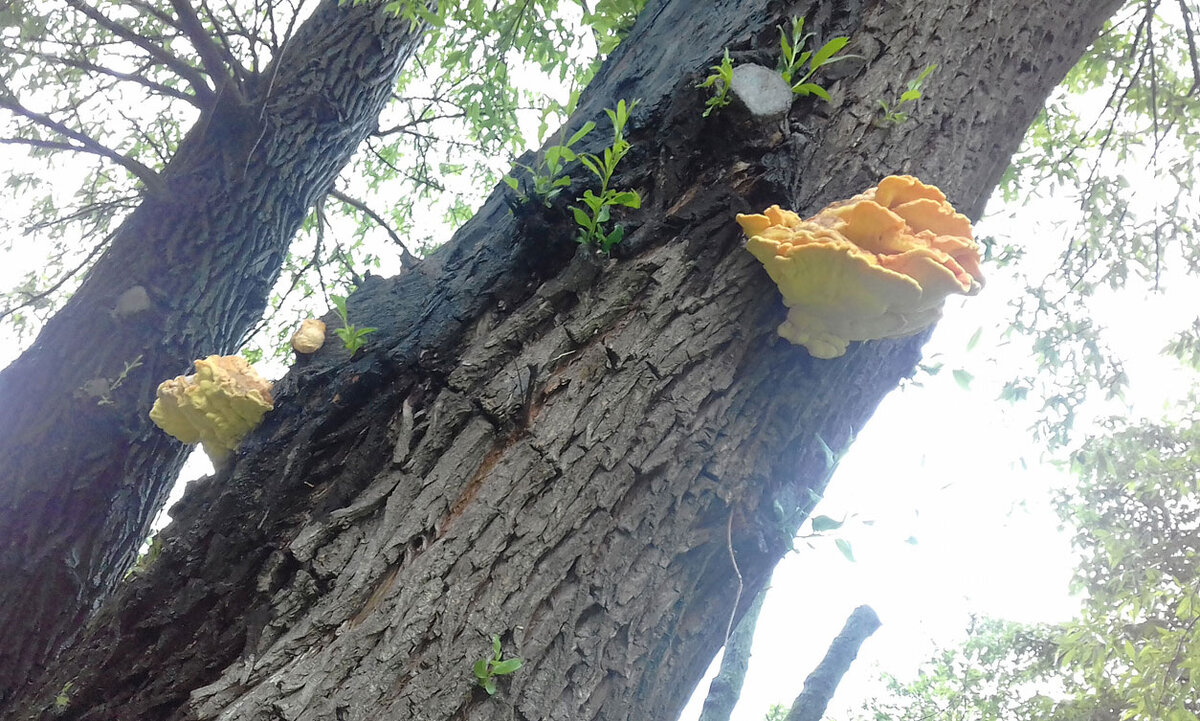 Древесный гриб