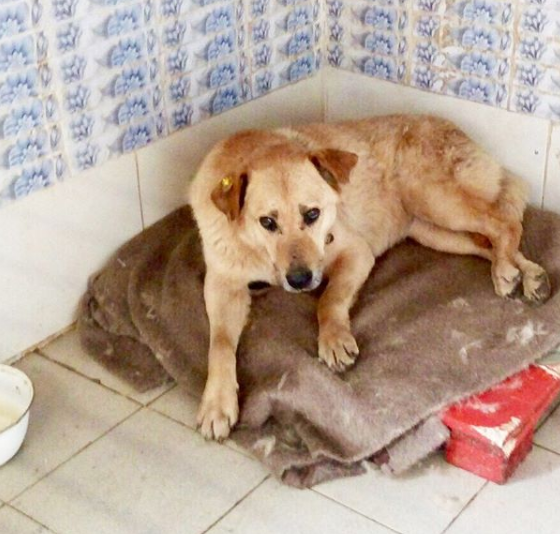 Фото: www.instagram.com/dobroeperm/