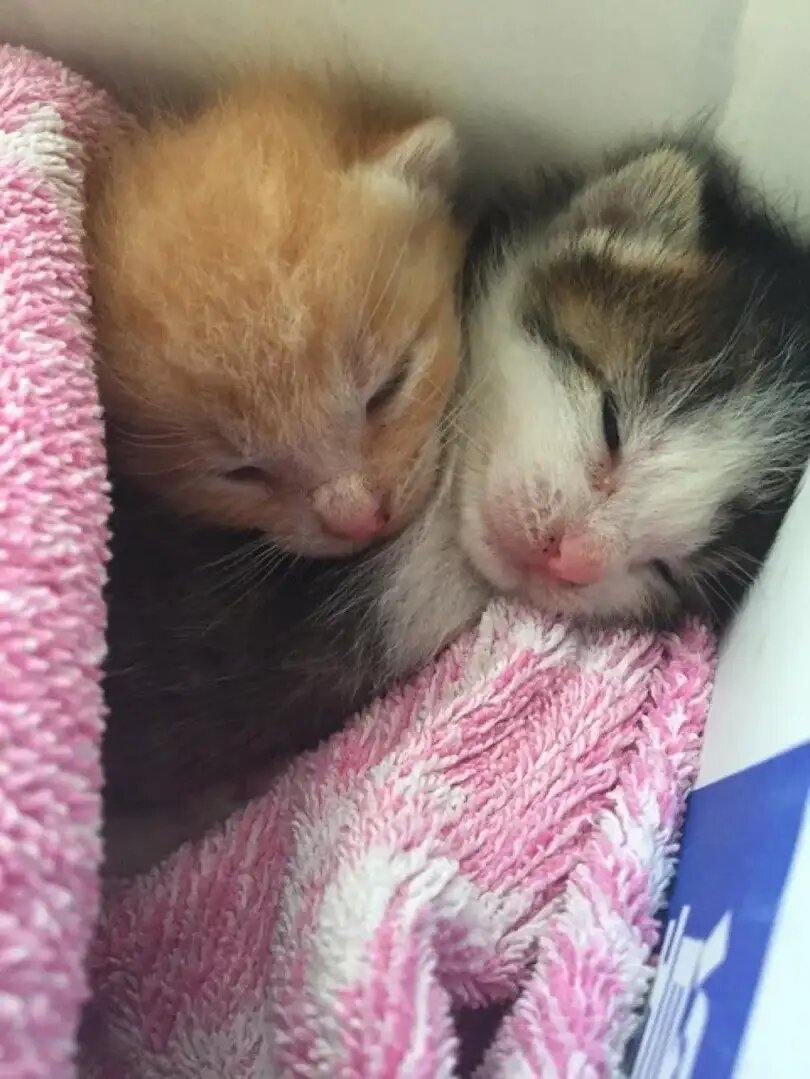  Совсем крохи ещё 🥰