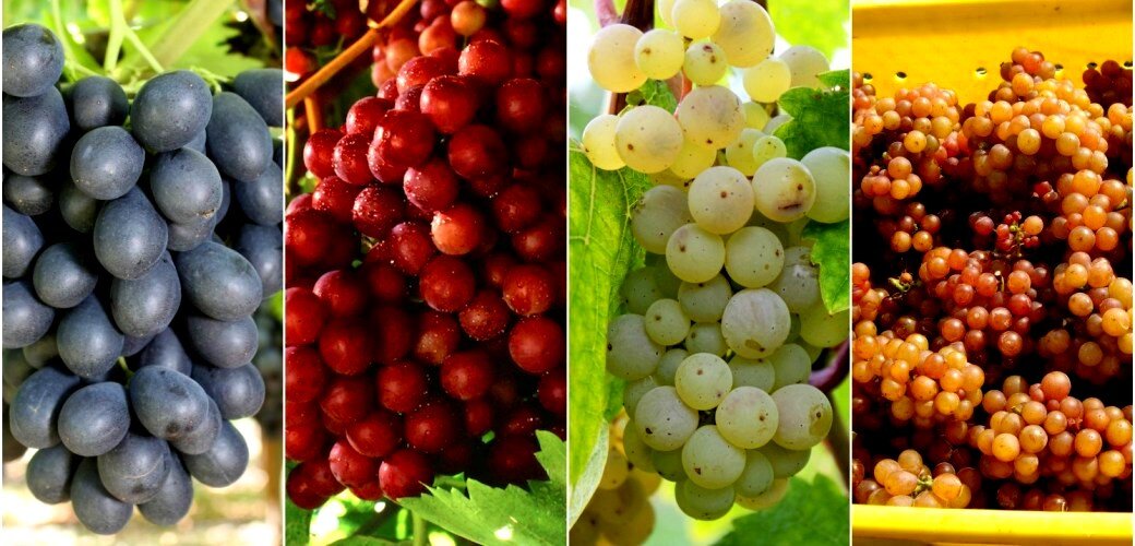 10 фантастических сортов винограда о которых вы могли и не знать