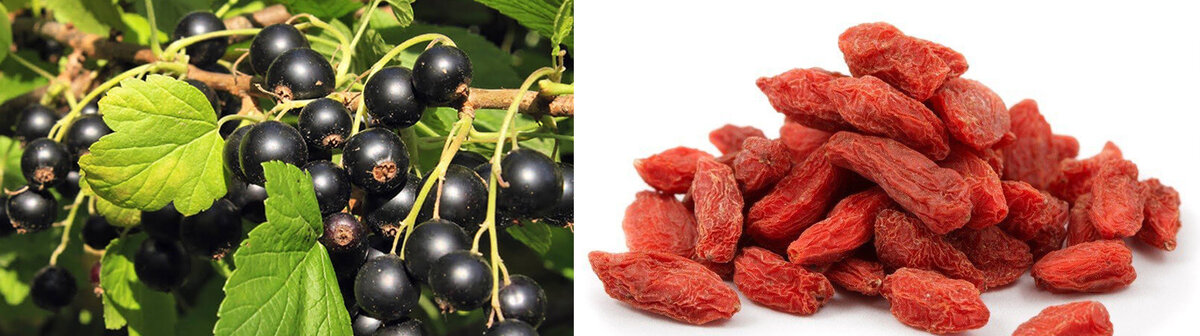 Смородина VS ягоды Годжи