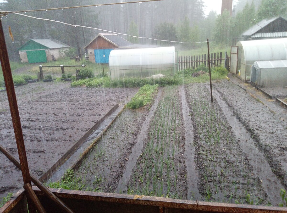 фото автора(вид из окна на наш огород)