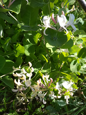 Жимолость Каприфоль -ароматная лиана для сада