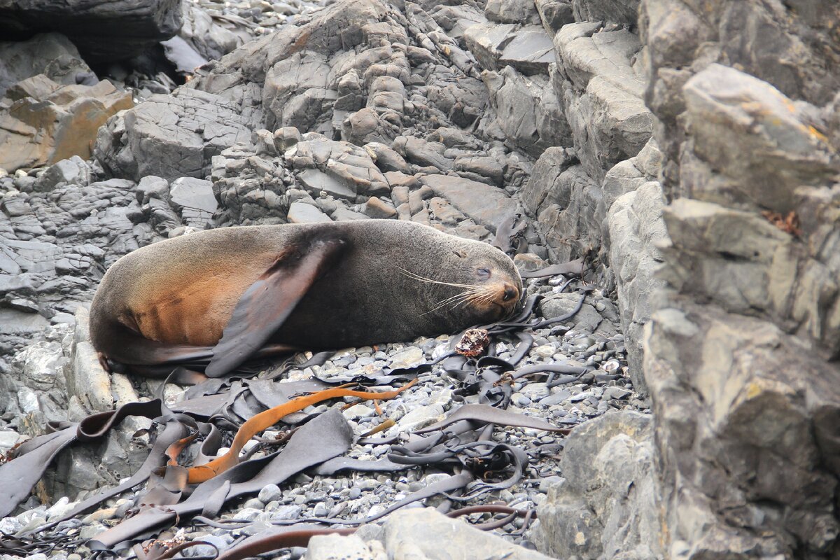  Fur seal, North Island, New Zealand
