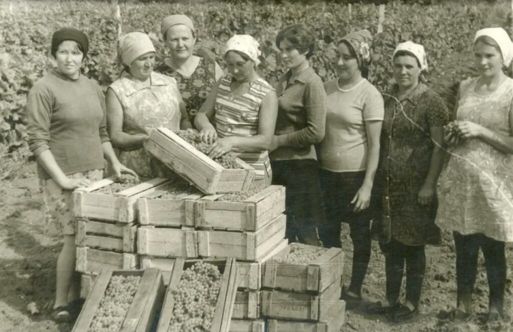 Виноградари п. Донской на уборке винограда