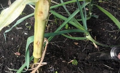 Июльский зимний чеснок 15.09.2020 г.