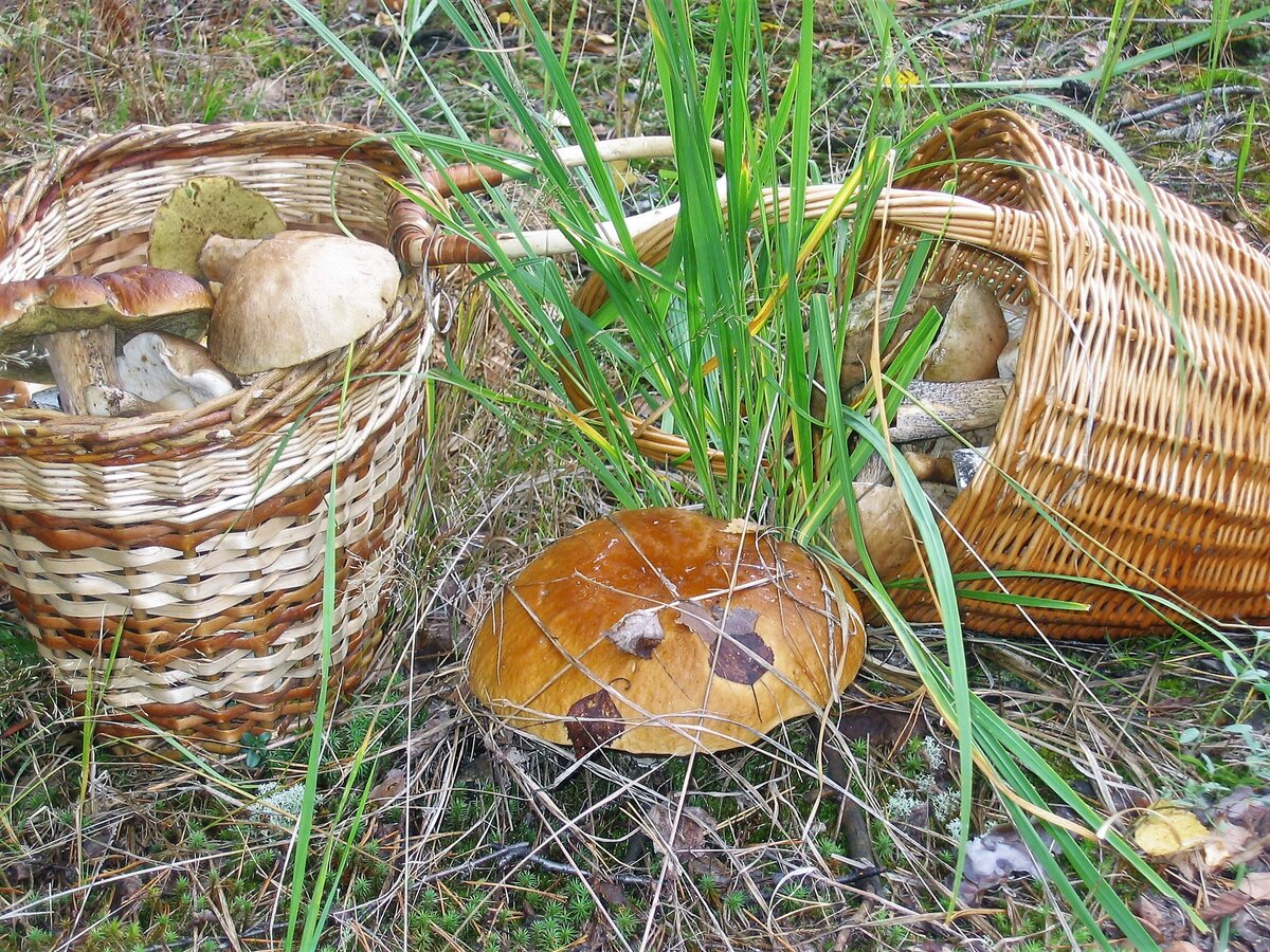 В лесах у соседей в Марий Эл
