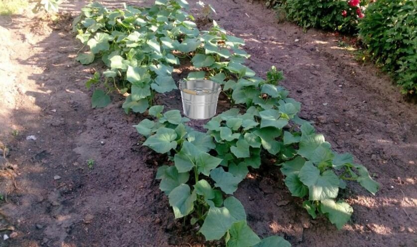 Ставим на огуречную грядку ведро с соленой водой. Фото автора 
