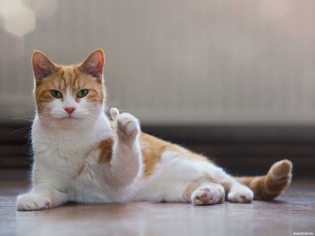 Котики популярны в интернете