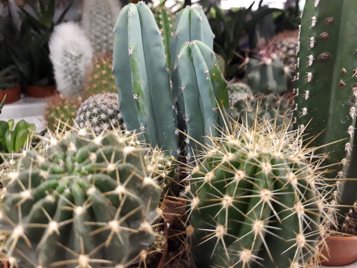 Кактус не нарцисс)