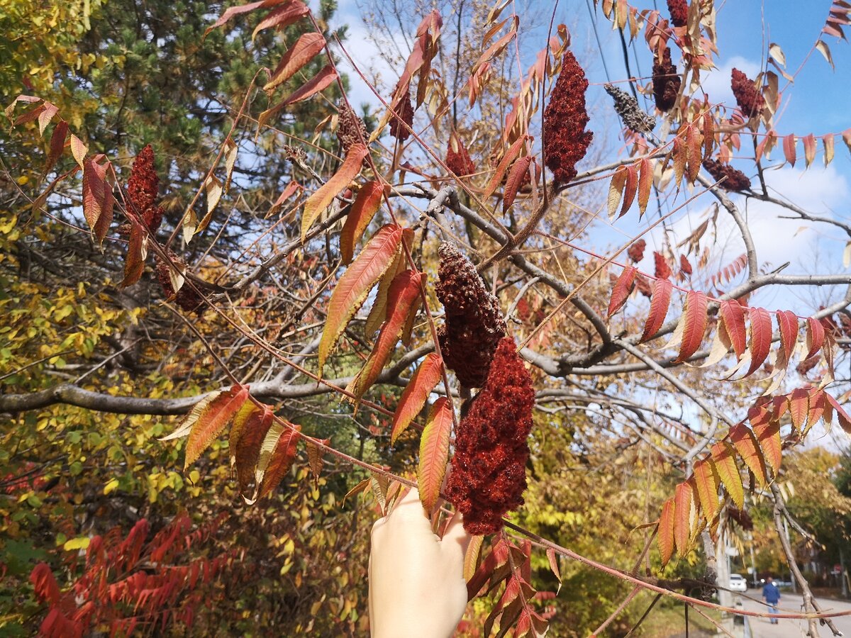 сумах оленерогий. сумах оленерогий. сумах уксусное дерево. Rhus typhina растение. сумах оленерогий уксусное дерево.