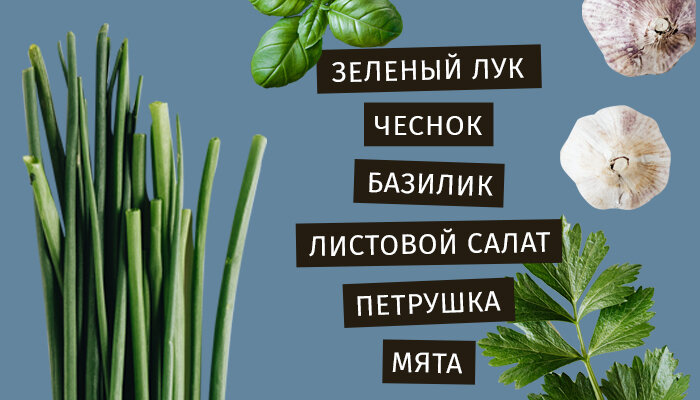  Варианты неприхотливой зелени, с которой просто начинать путь домашнего садовода ;)