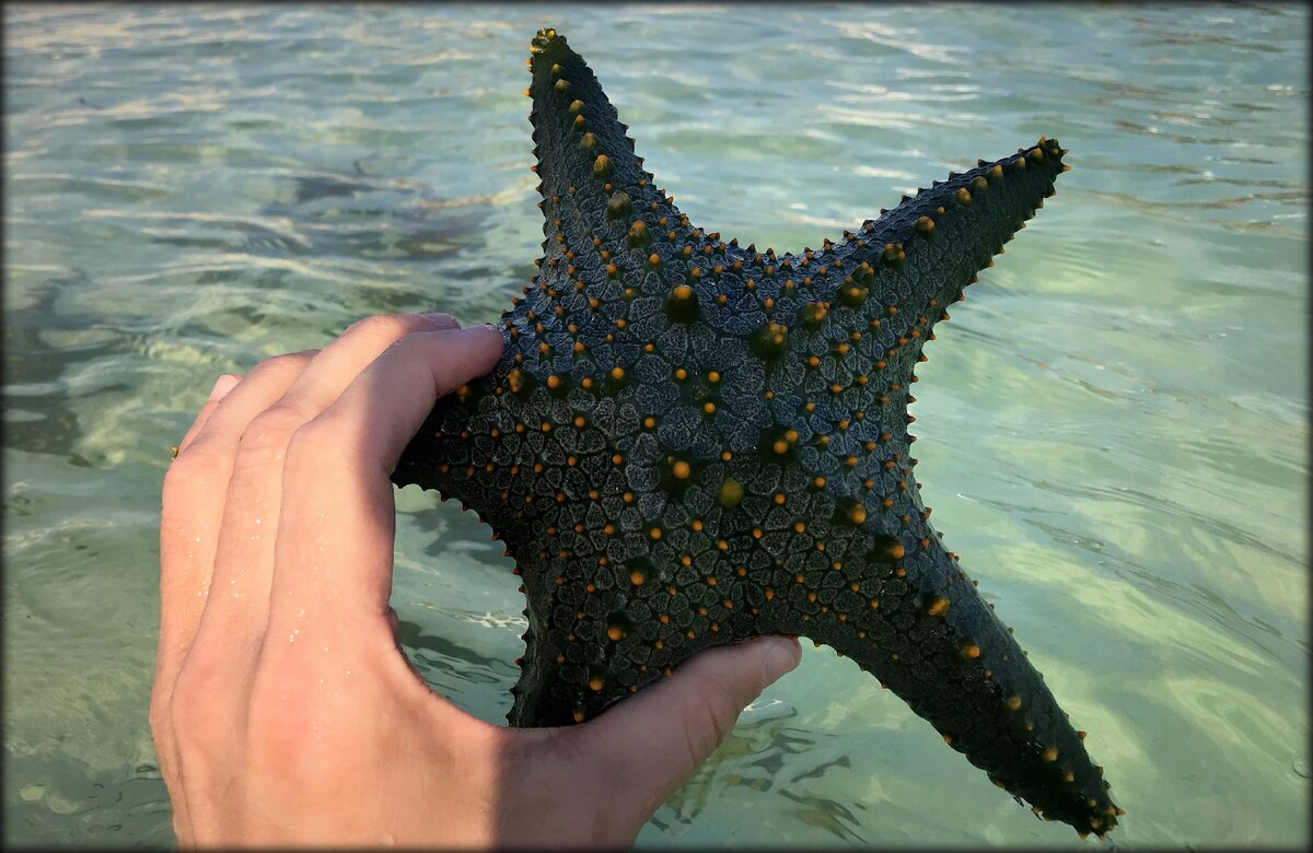 Занзибар морские звезды