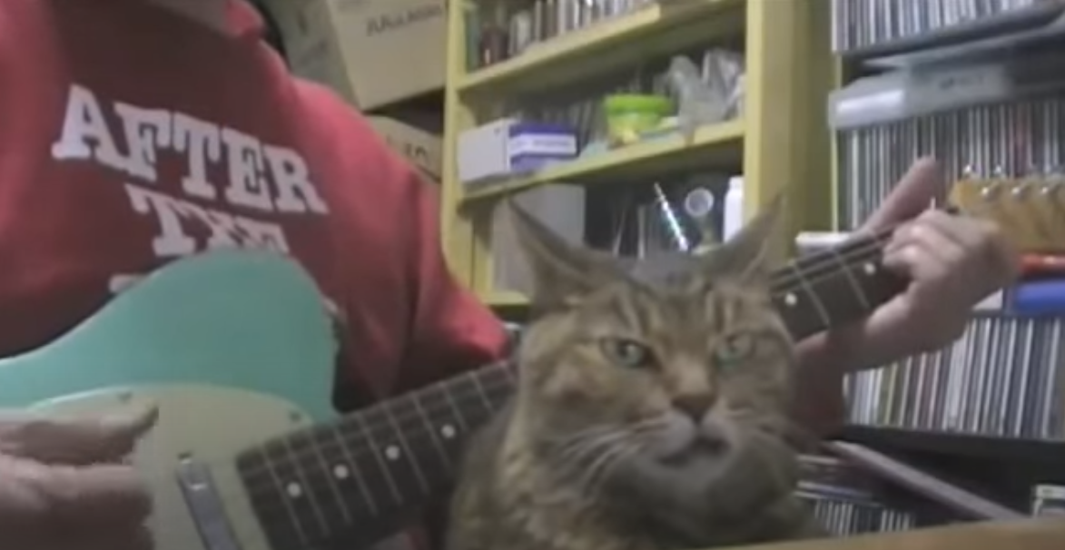 Мурчание под гитару! 