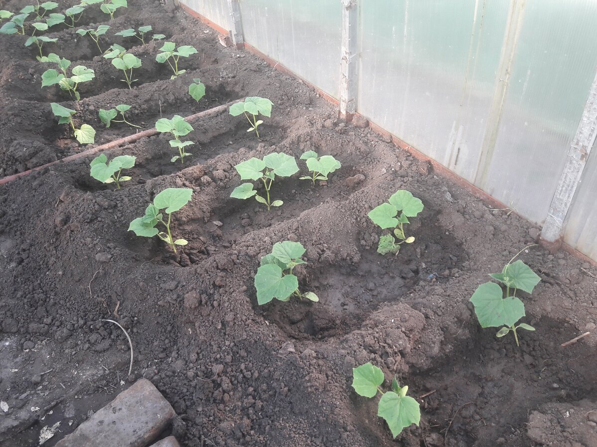 Подготовка грядки для клубники. Пропали грядки. Лук в огороде. Отсыпка дорожек в огороде. Огород с грядками и дорожками.