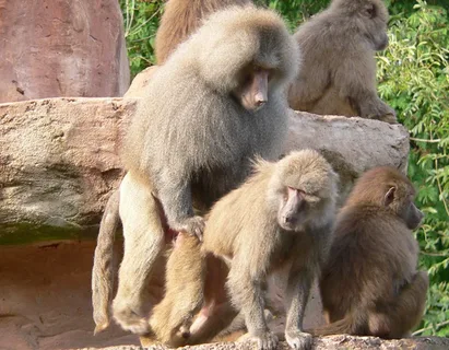 Виды обезьян: 🐒 фото с названиями и описанием